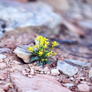 Positives stressbedingtes Wachstum